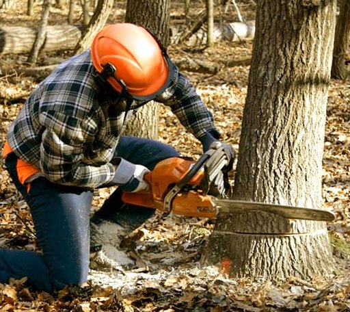 Tree Removal in Center, ND